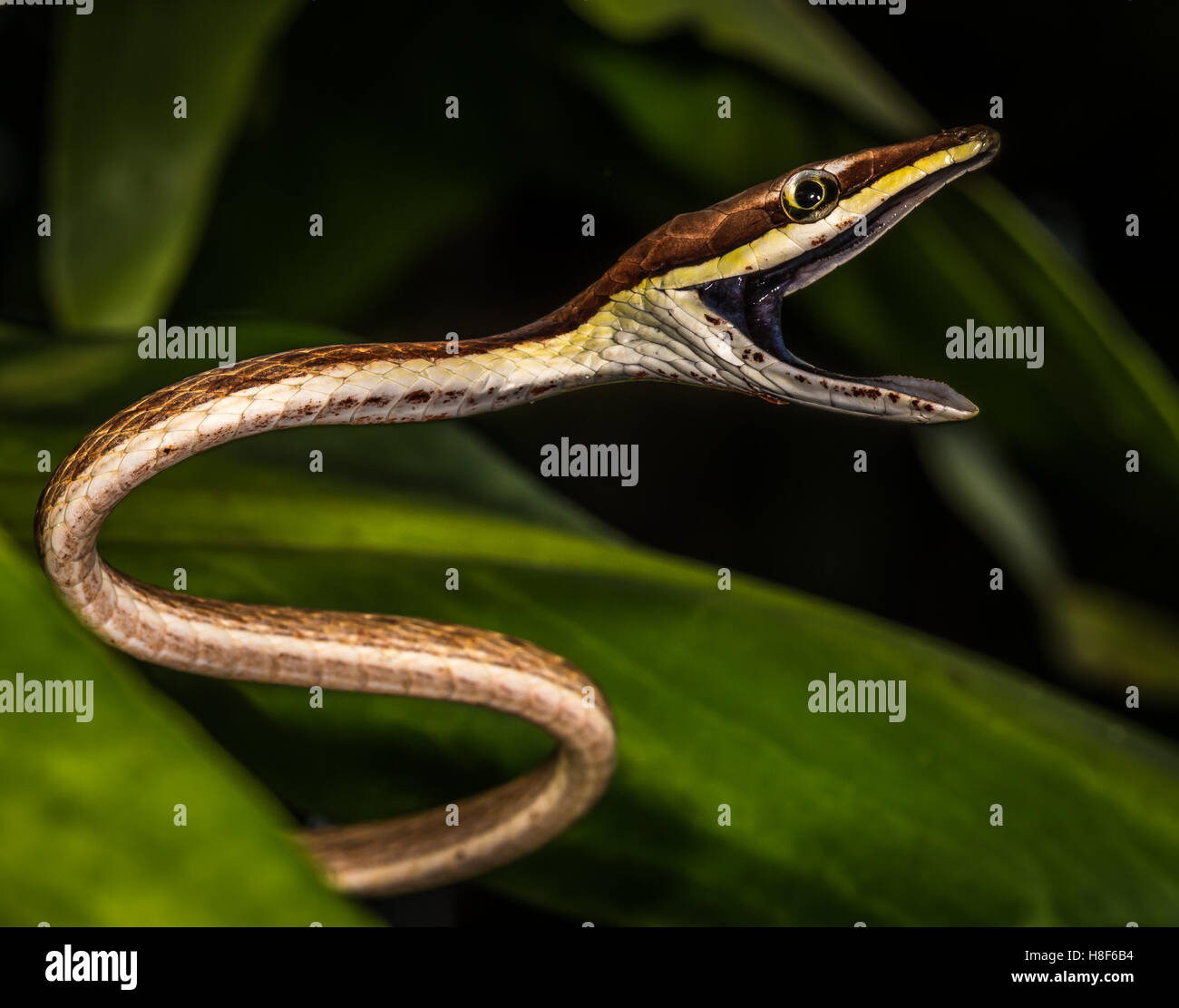 Oxybelis aeneus, commonly known as the Mexican vine snake or brown vine snake, is a species of colubrid snake Stock Photo