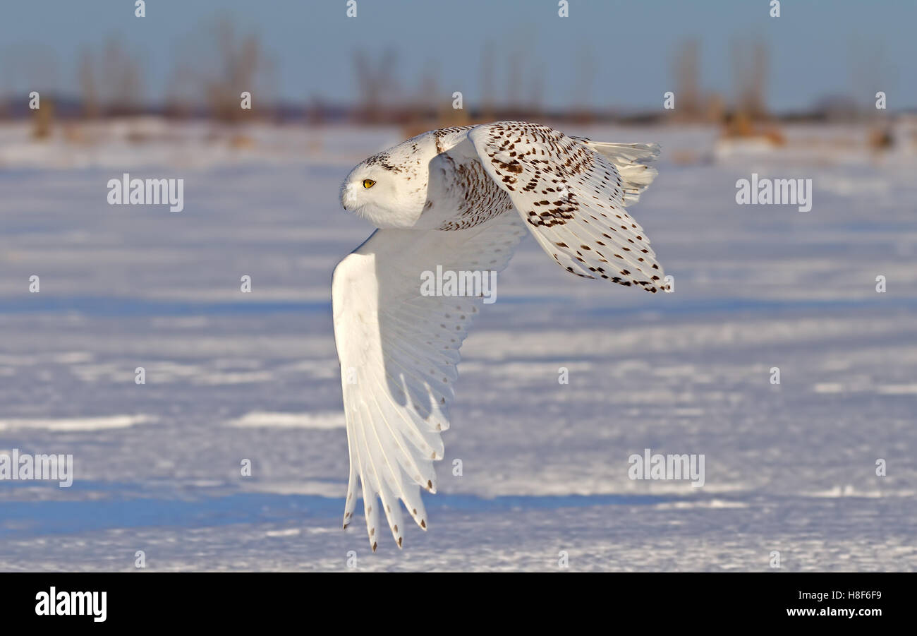 Snowy owl (Bubo scandiacus) flies over a snowy field in Canada Stock Photo