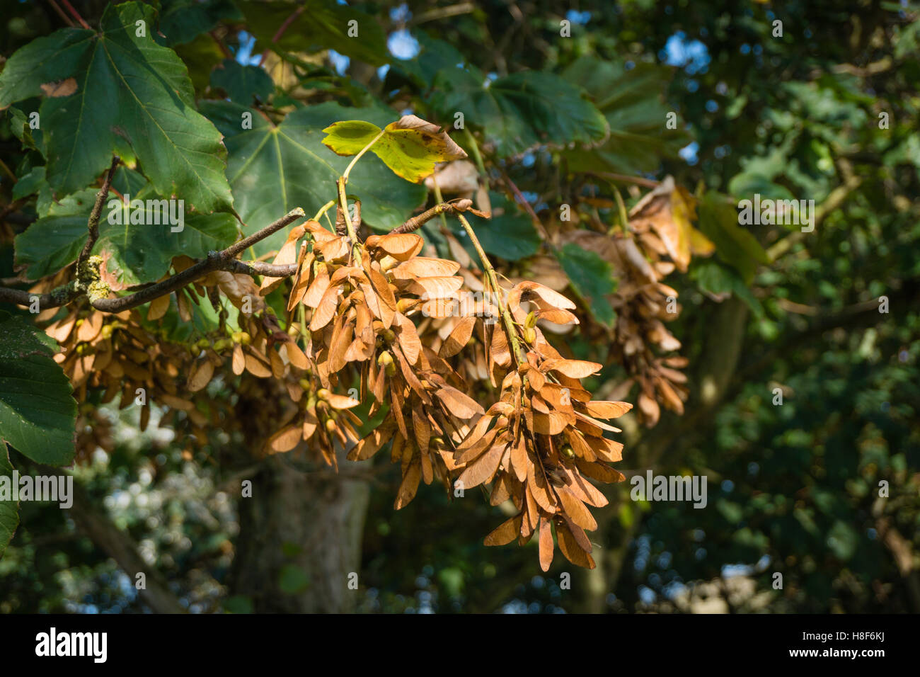 The uncountable winged seeds of the sycamore maple (also called samaras