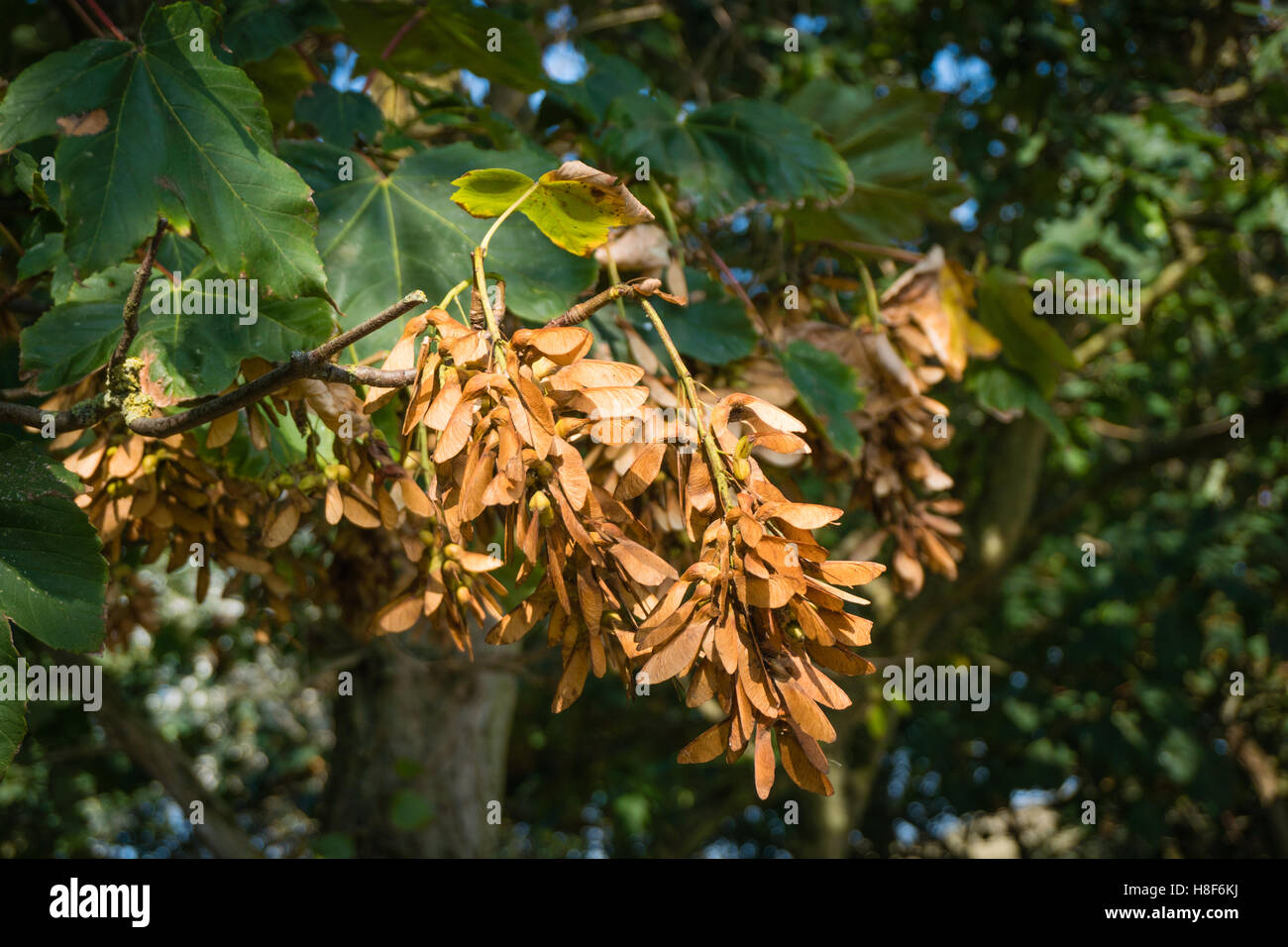 The uncountable winged seeds of the sycamore maple (also called samaras) are borne in pairs and twirl to the ground when ripe. Stock Photo
