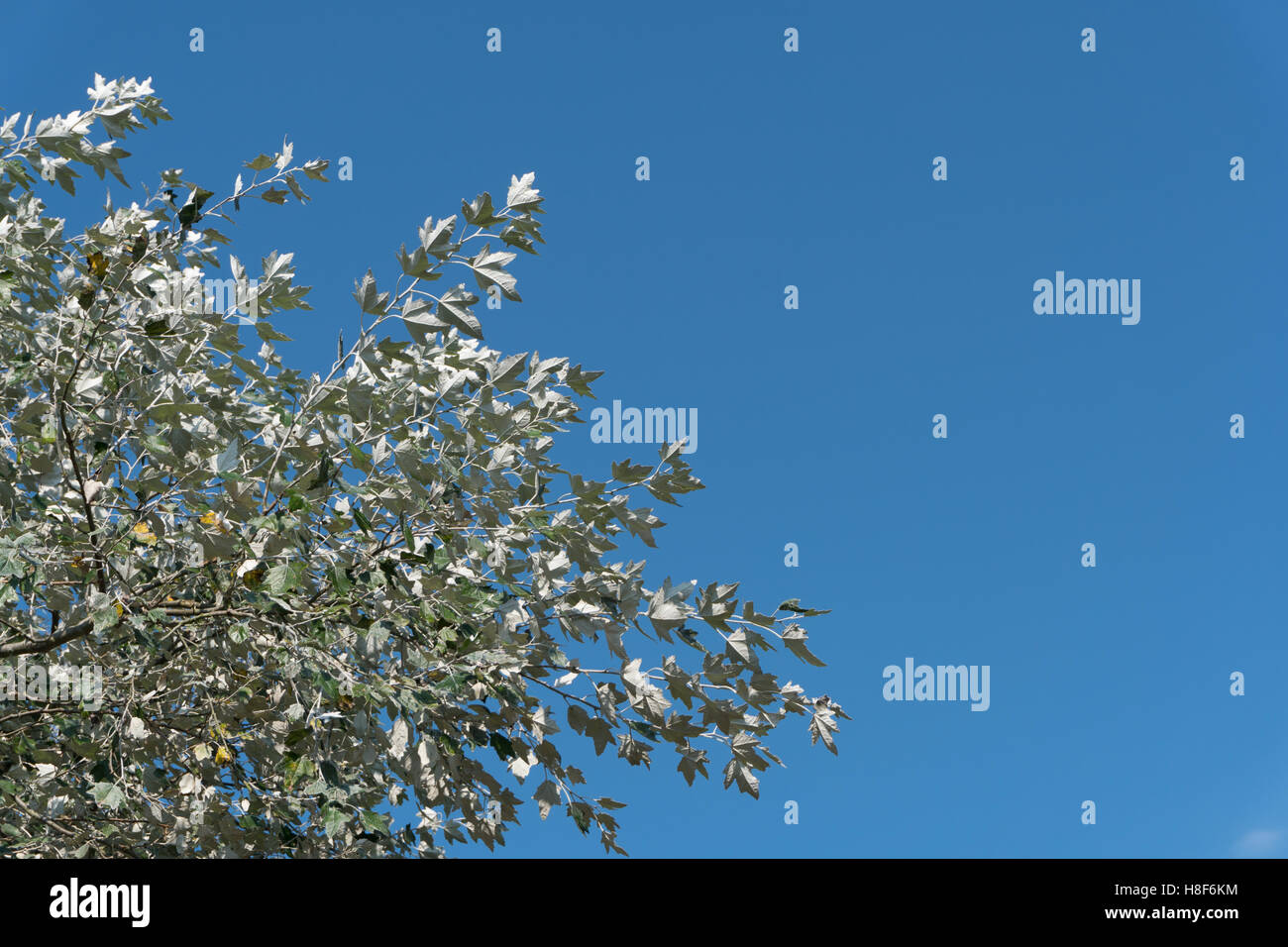 Leafs of the silverleaf poplar dance in the wind. L. Populus alba,. E. abele, silver poplar, silverleaf poplar, white poplar Stock Photo