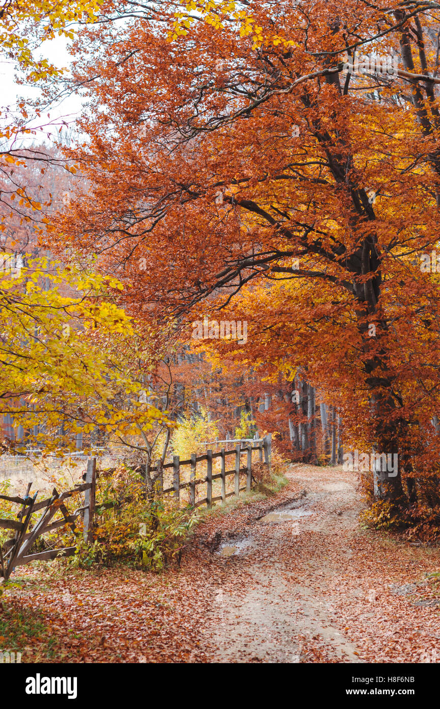 Autumn pathway hi-res stock photography and images - Alamy