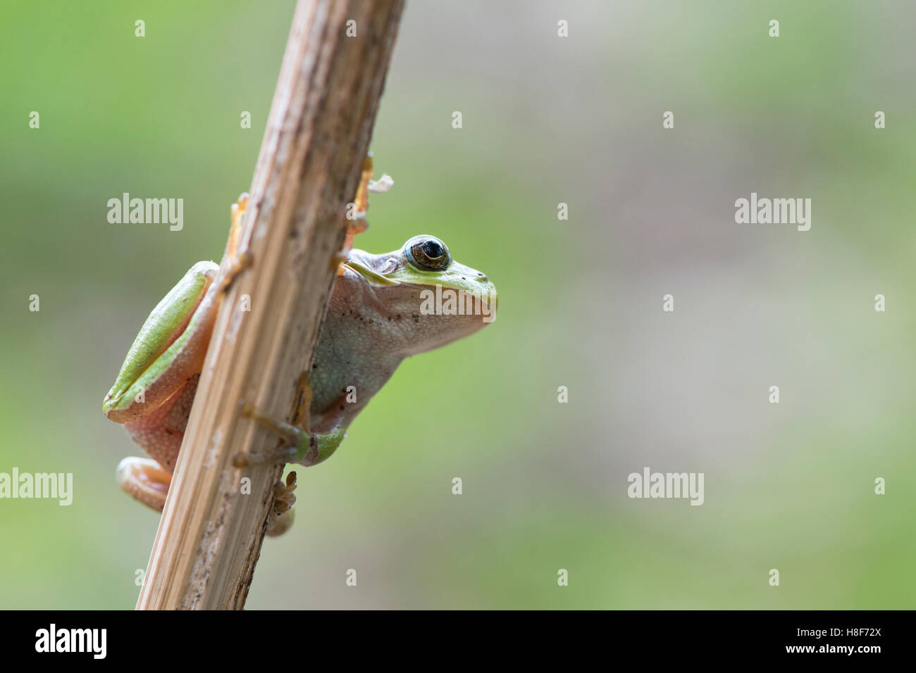 Tree frog (Hyla arborea) on stalk, Rhineland-Palatinate, Germany Stock Photo