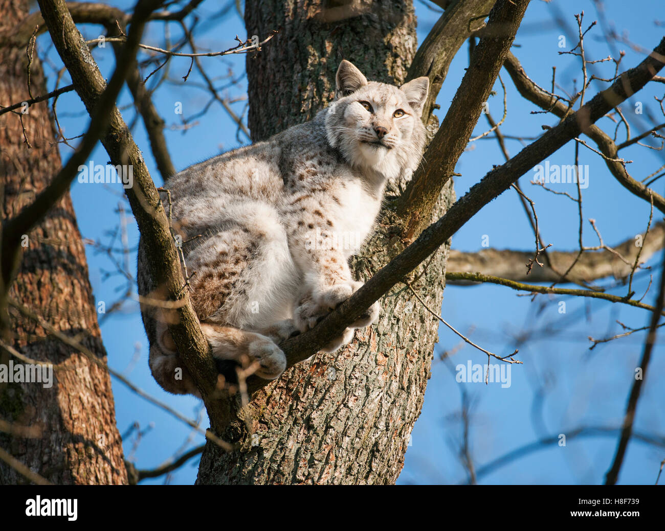 Eurasian lynx (Lynx lynx), male in tree, captive, Germany Stock Photo