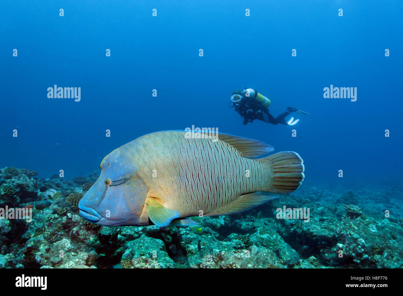 Diver observing humphead wrasse (Cheilinus undulatus), coral reef, Indian Ocean, Maldives Stock Photo