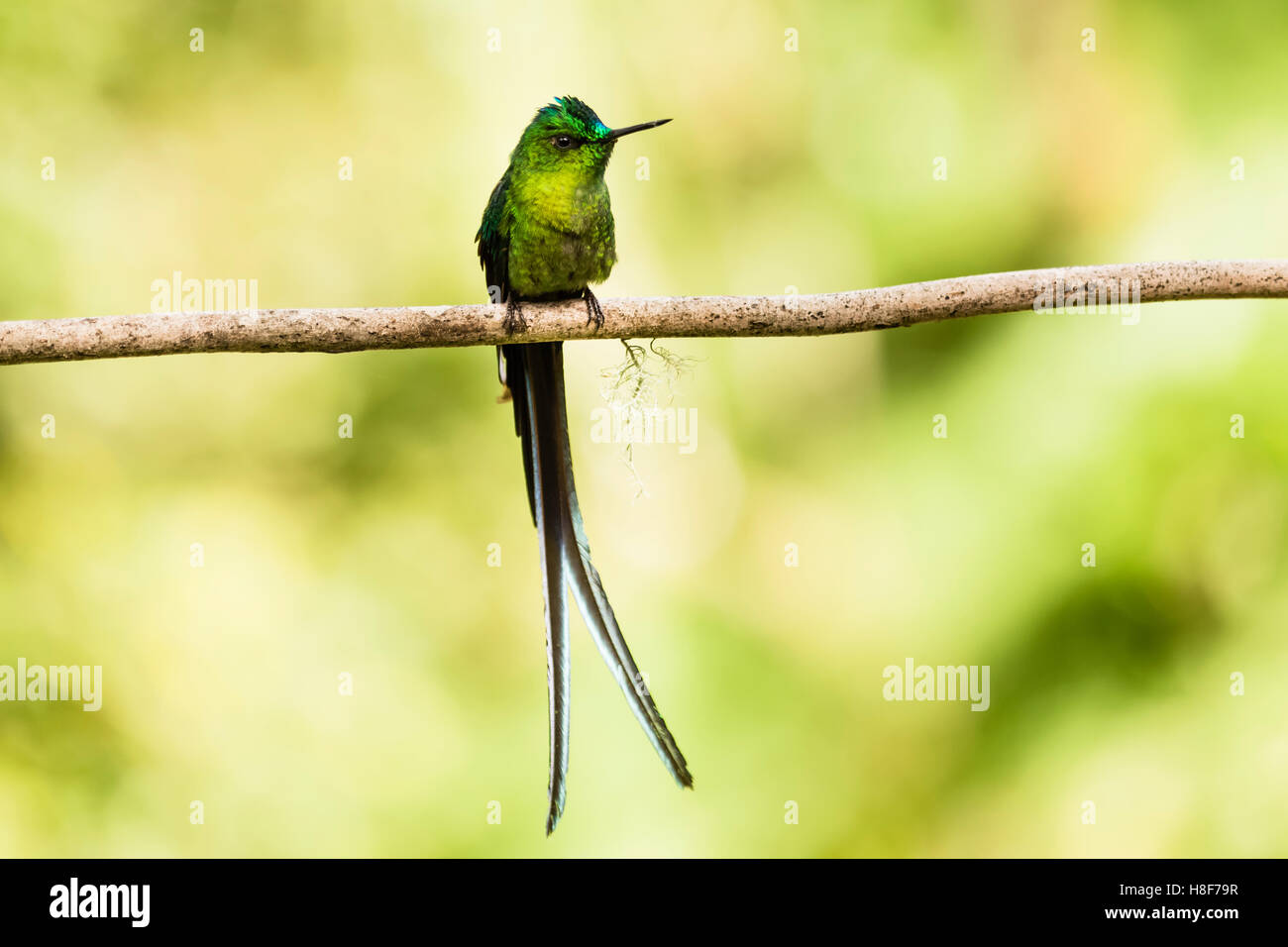 Green-Tailed Trainbearer (Lesbia nuna), Acaime Private Reserve, Valle de Cocora, Zona Cafetera, Colombia Stock Photo