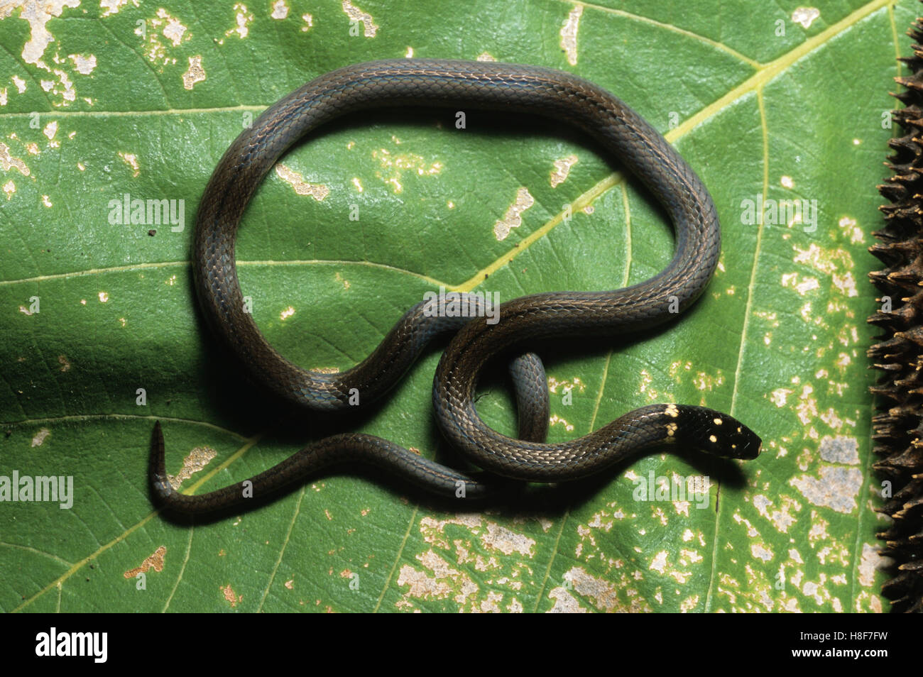 Black-headed Snake (Tantilla armillata), Nicaragua Stock Photo