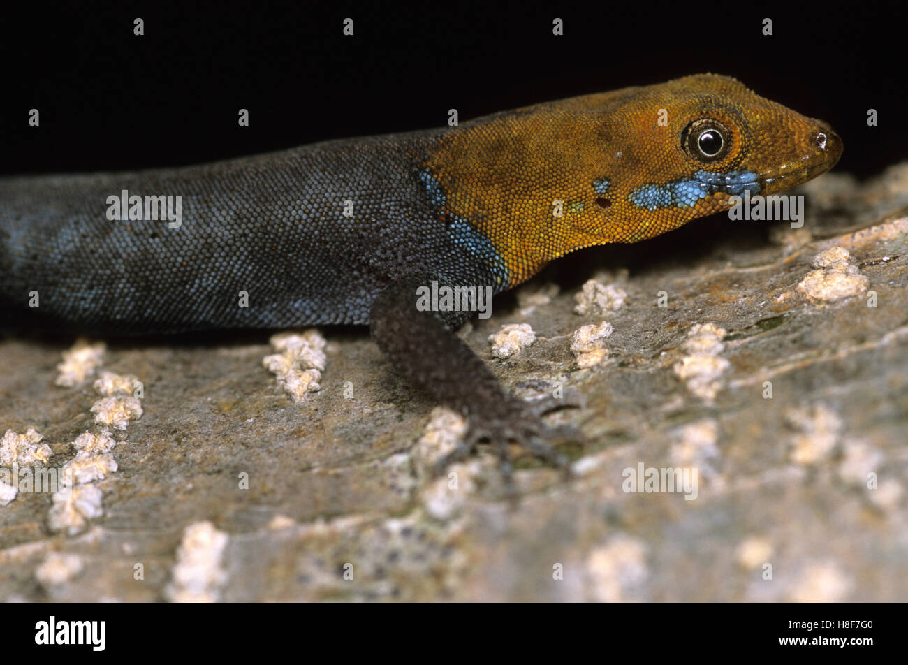 Yellow-headed gecko (Gonatodes albogularis), Nicaragua Stock Photo