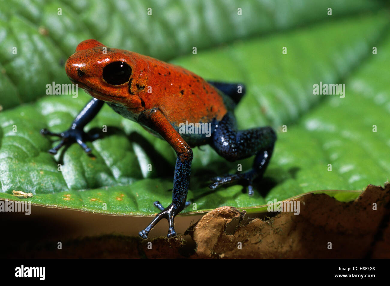 Strawberry poisondart frog (Dendrobates pumilio), Nicaragua Stock