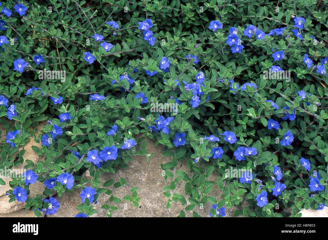 Blue Daze flowers along walkway, Missouri, USA Stock Photo