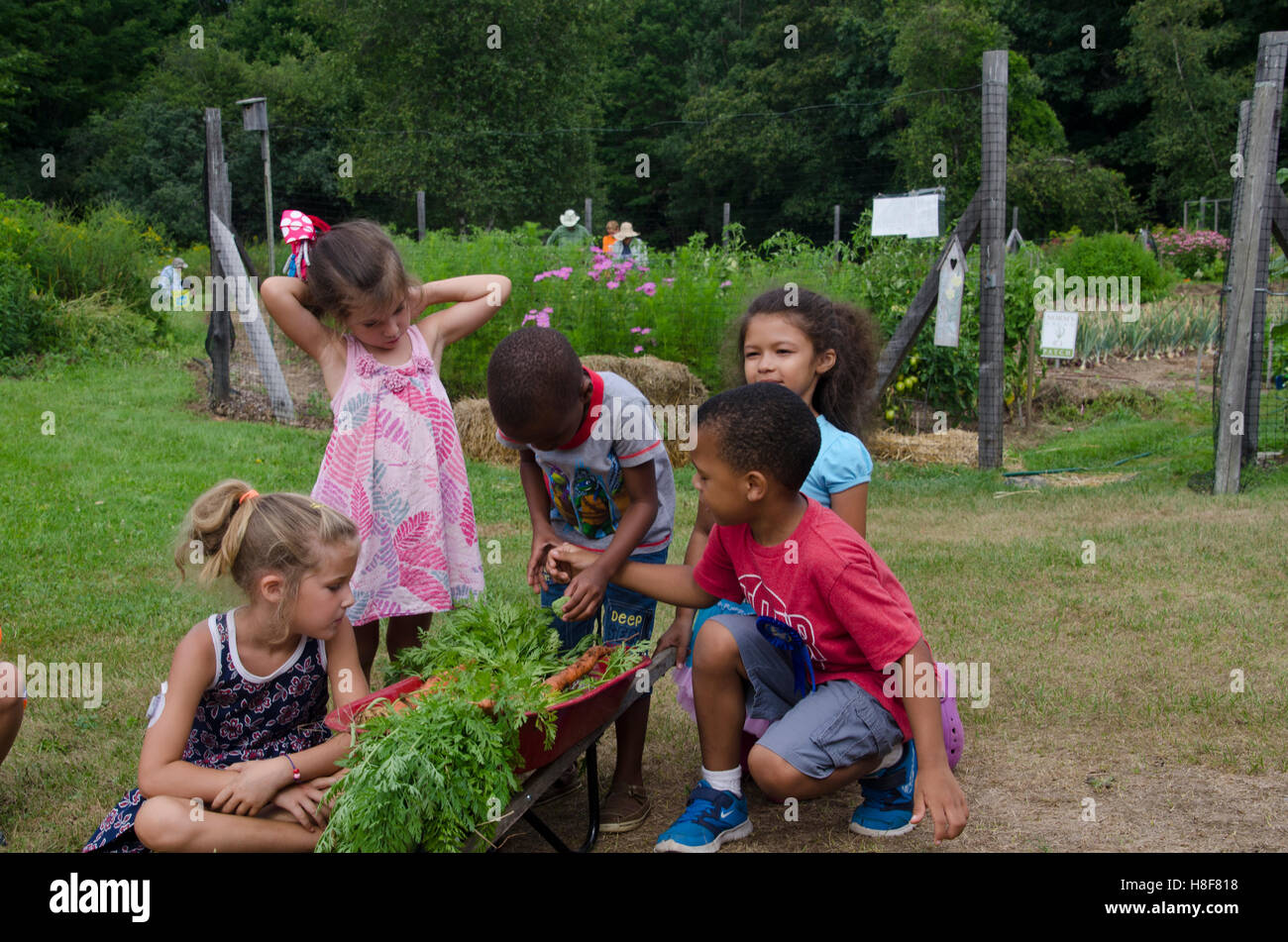Children playing and learning at community garden camp with a small wheelbarrow, Yarmouth Maine, USA Stock Photo