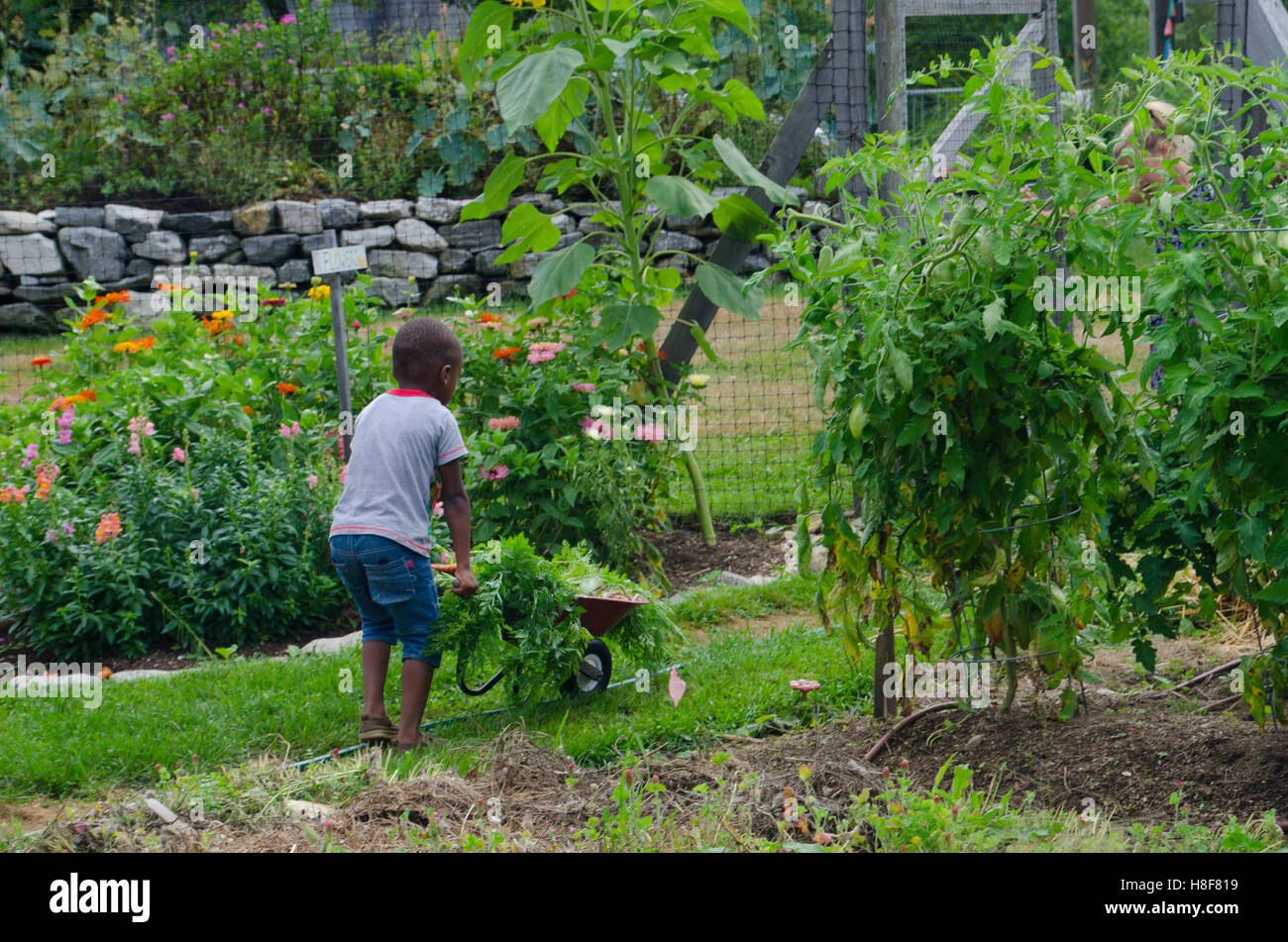 Young boy pushing small red wheelbarrow in the Community Garden camp, Maine USA Stock Photo