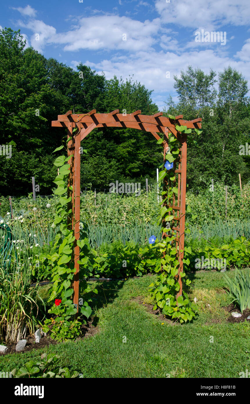 arbor with morning glory leading to vegetable garden, Yarmouth Community garden, Maine Stock