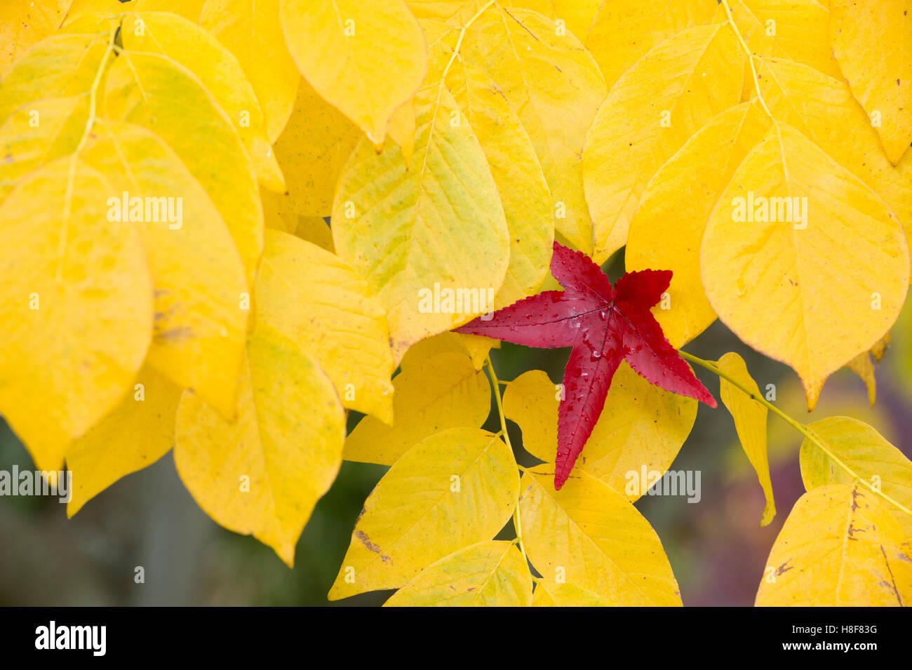 Red acer leaf on Kentucky yellowwood leaves in autumn. UK Stock Photo