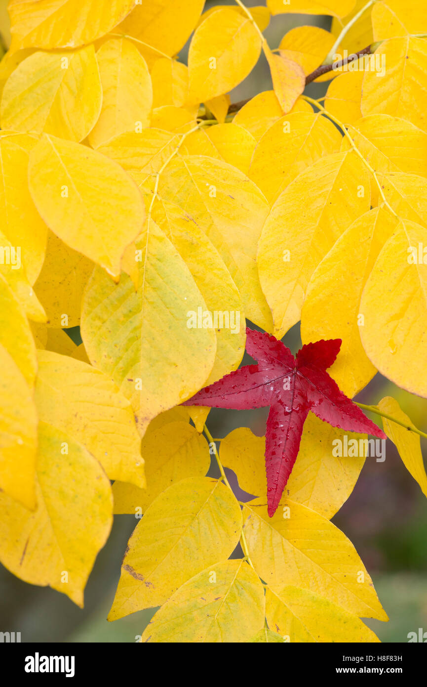 Red acer leaf on Kentucky yellowwood leaves in autumn. UK Stock Photo