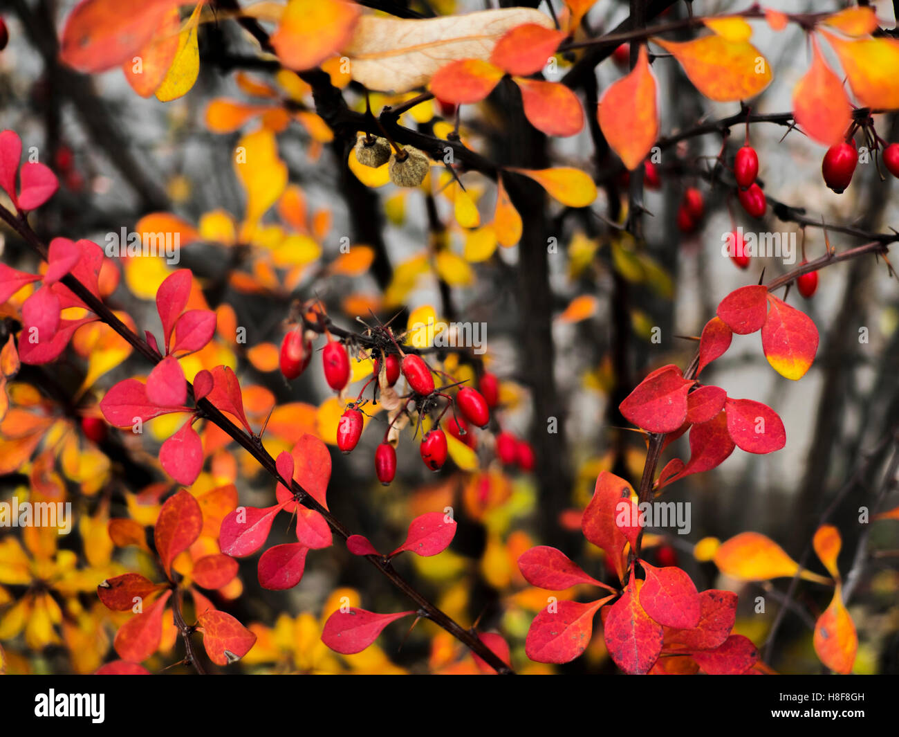 Cornus mas (Cornelian cherry, European cornel or Cornelian cherry dogwood) at autumn Stock Photo