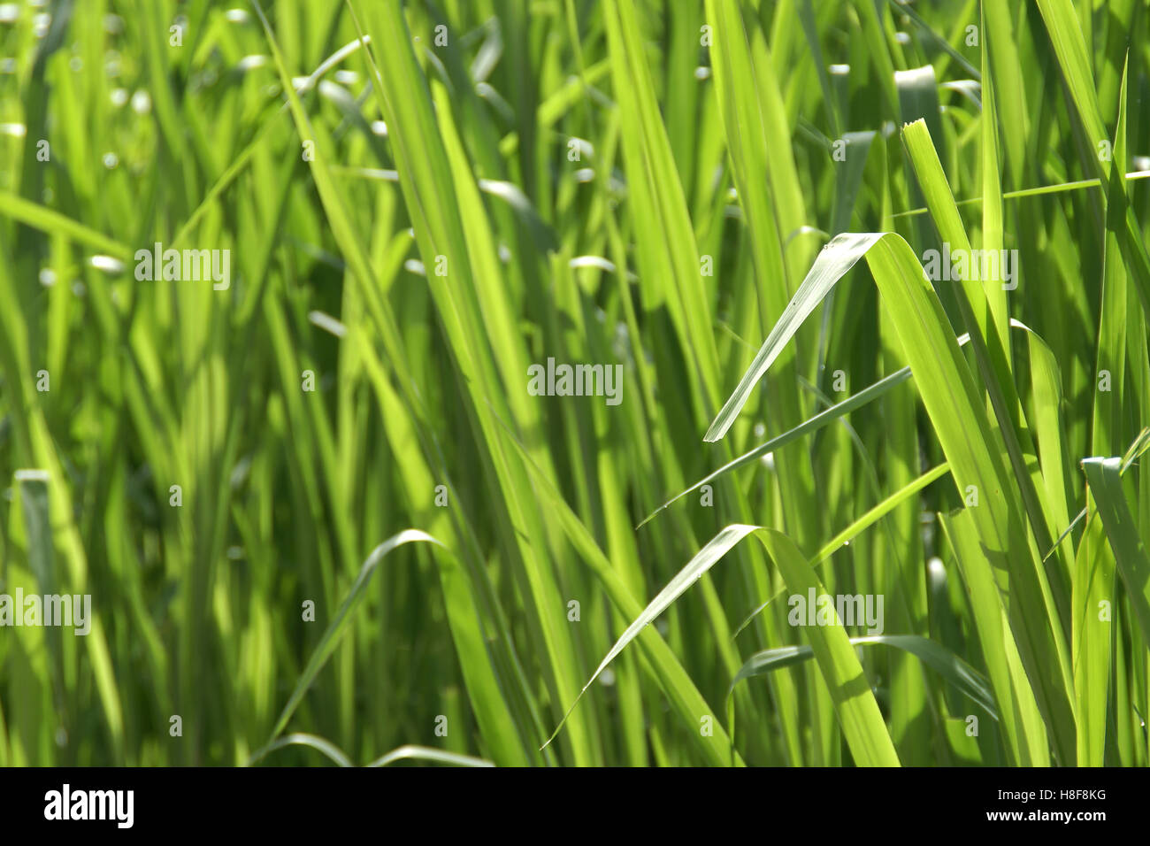 Lush Green Grass as Background Stock Photo