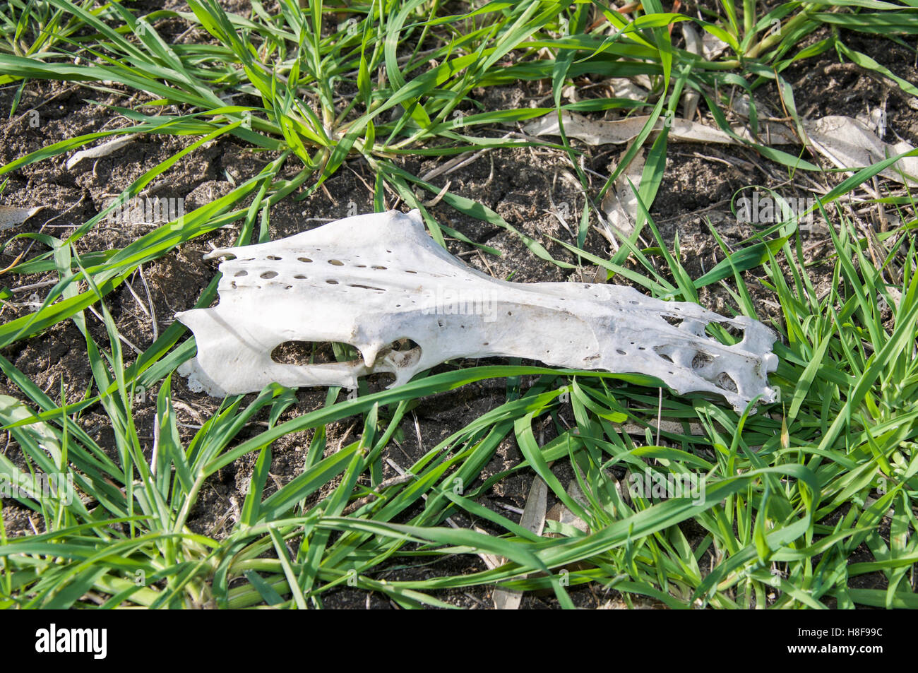Overhead view of white animal skull resting in a wild green weedy grass setting in Western Australia. Stock Photo