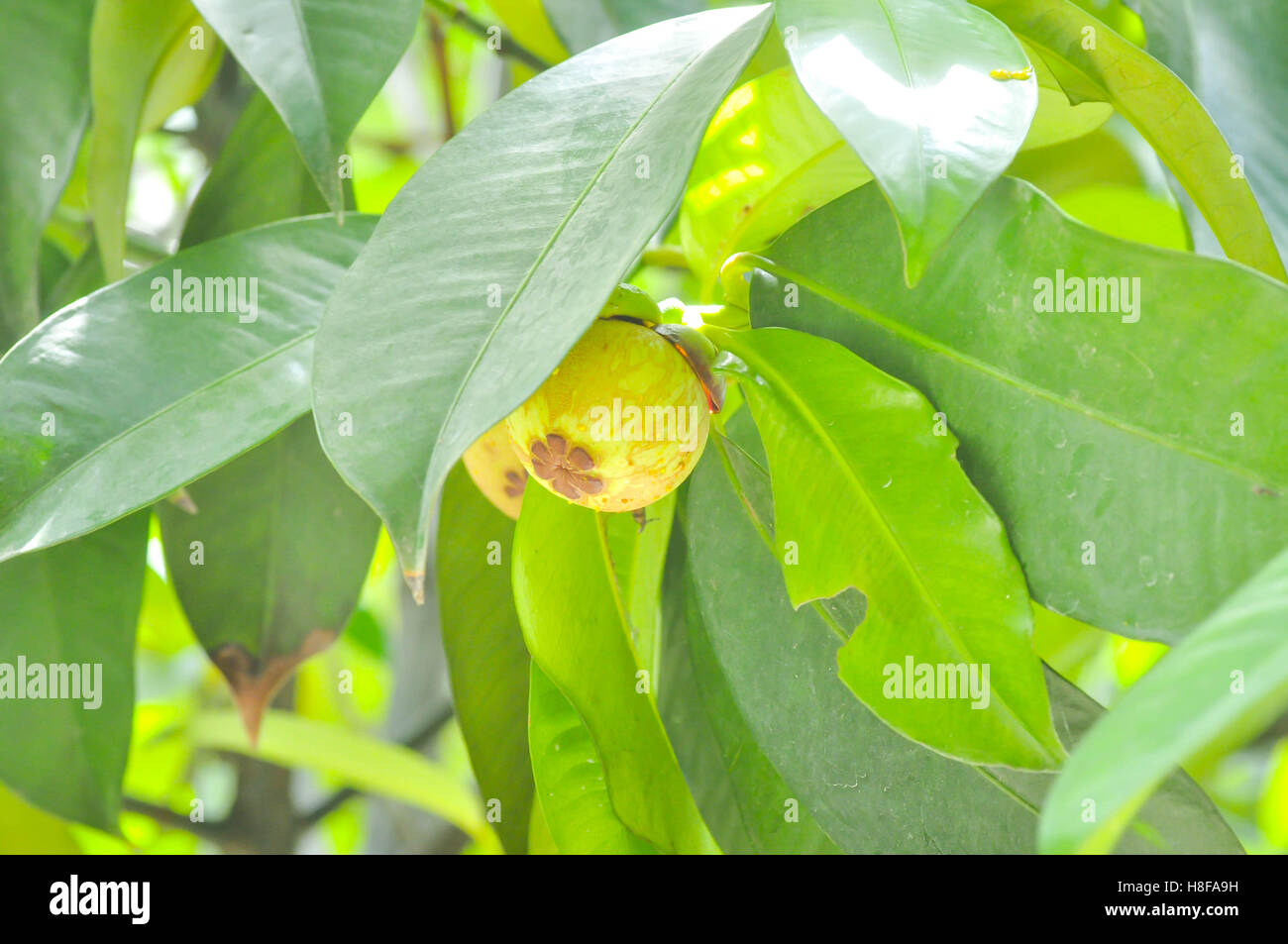 Mangosteen tree hires stock photography and images Alamy