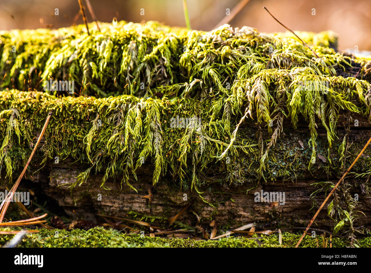 natural old wood - bark in moss Stock Photo