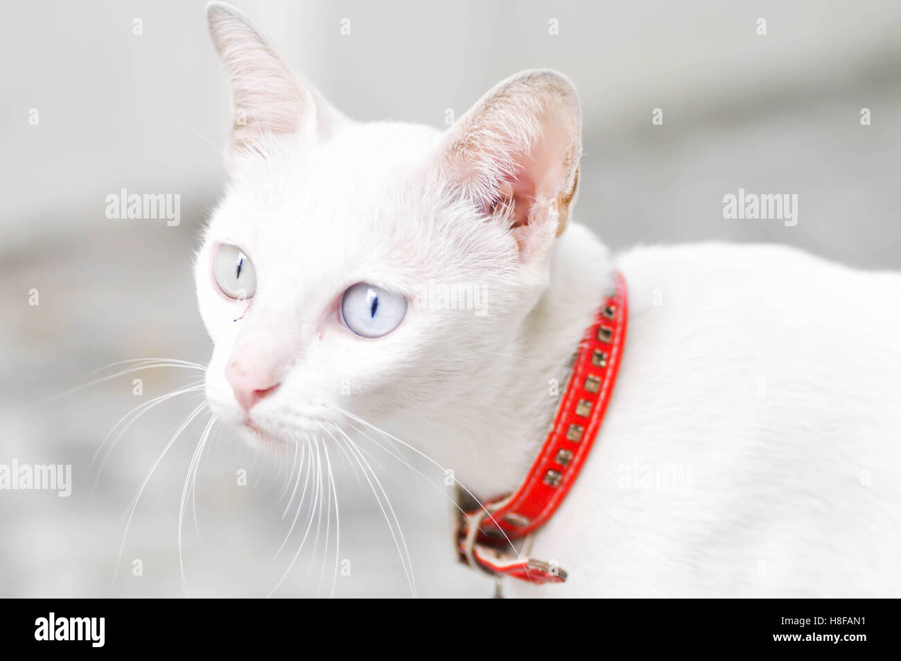 White cats staring something hi-res stock photography and images - Alamy