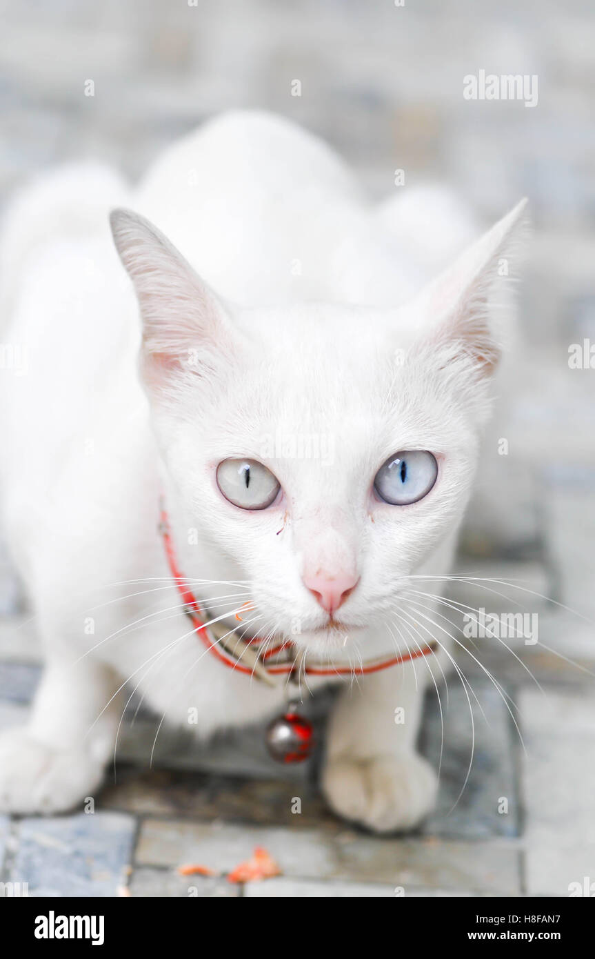 white cat is staring at the camera Stock Photo - Alamy