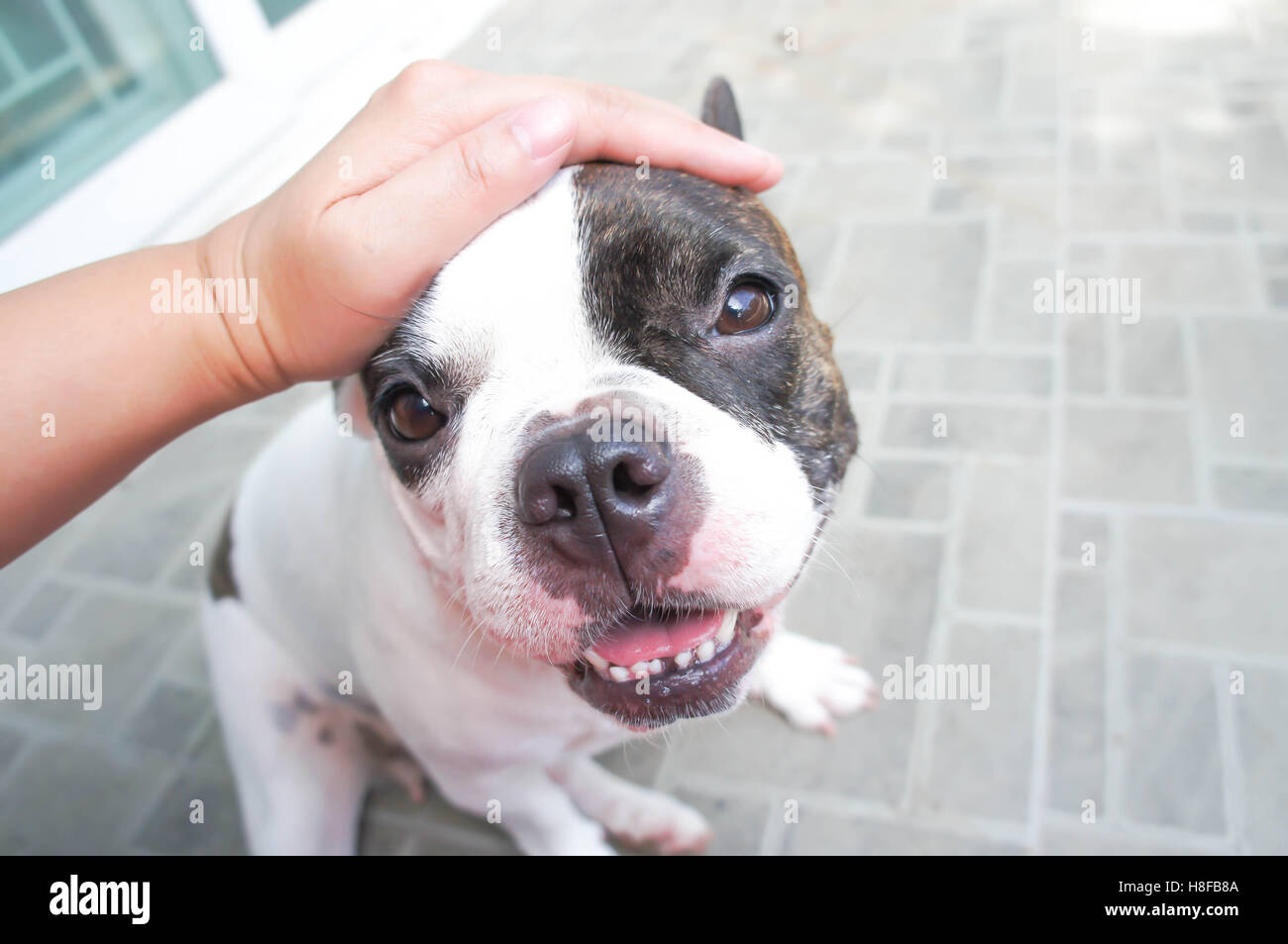 Grope dog hires stock photography and images Alamy