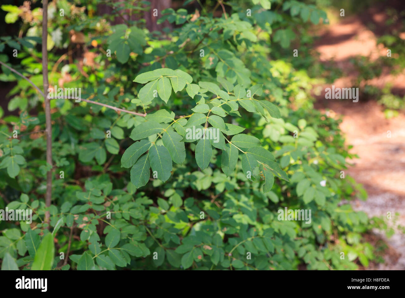 Fraxinus ornus or South European flowering ash is a species of Fraxinus Stock Photo