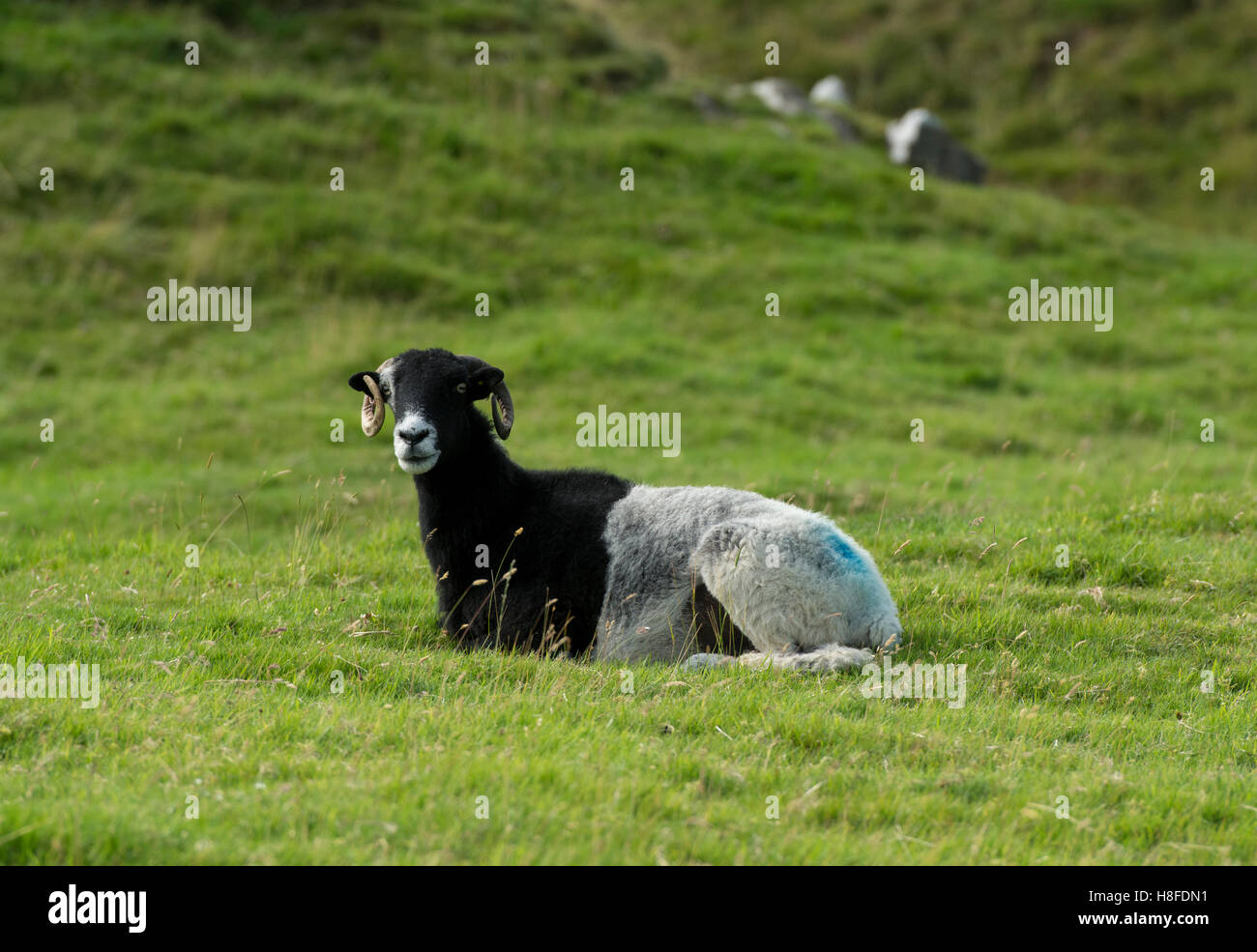 Black and white sheep hires stock photography and images Alamy