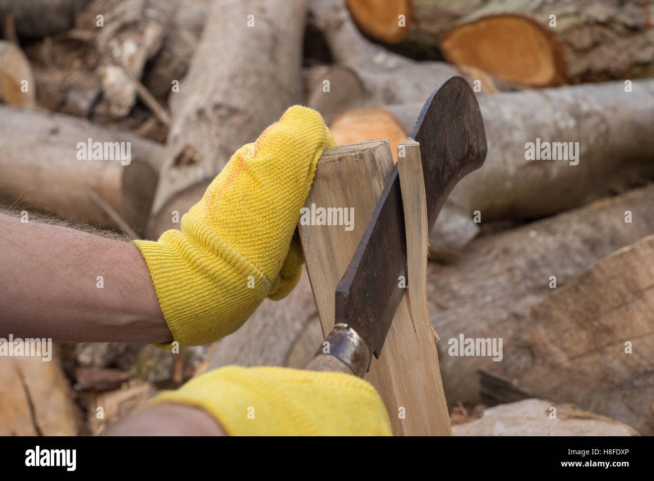 Gloved hands trimming firewood with a billhook machete Stock Photo