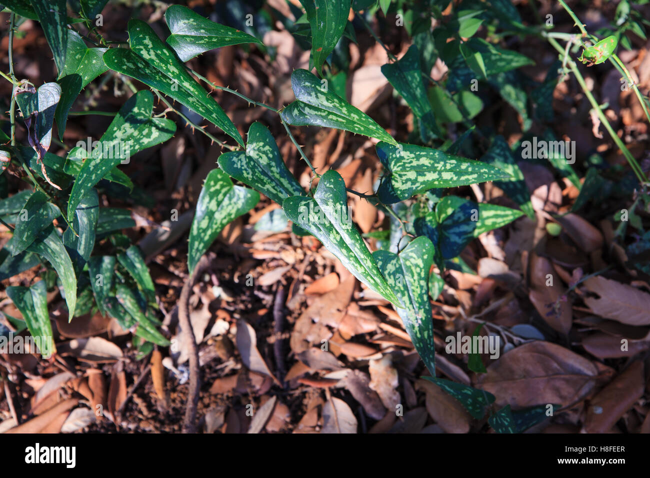 Smilax aspera  is a species of flowering vine in the greenbriar family. Stock Photo
