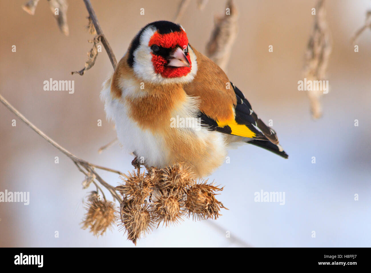 Goldfinch sitting on a burdock in winter sunny day Stock Photo