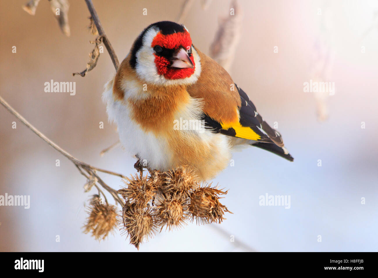 Goldfinch sitting on a burdock in winter sunny day with sunny hotspot Stock Photo