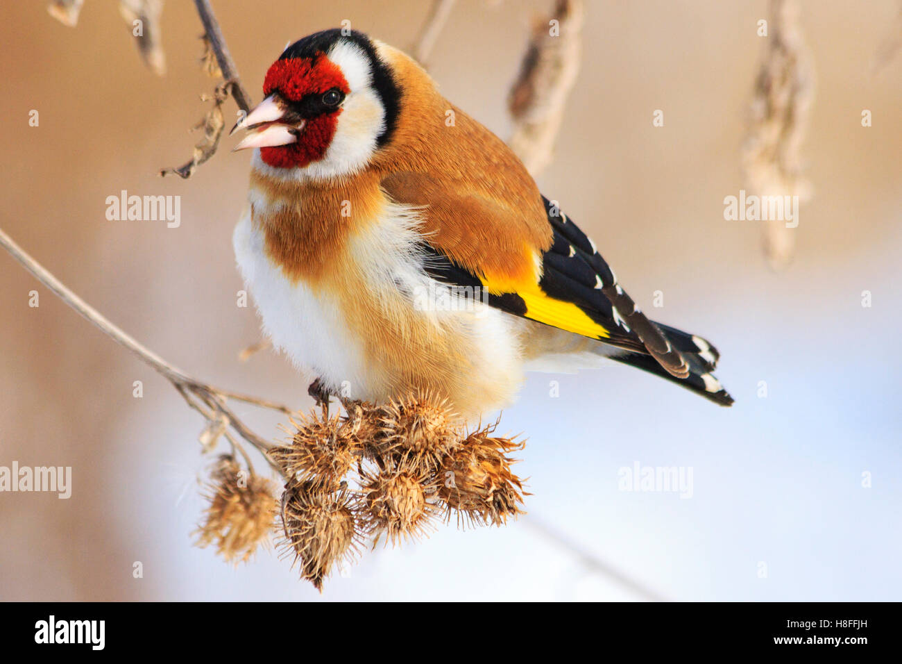 goldfinch and cold winter Stock Photo