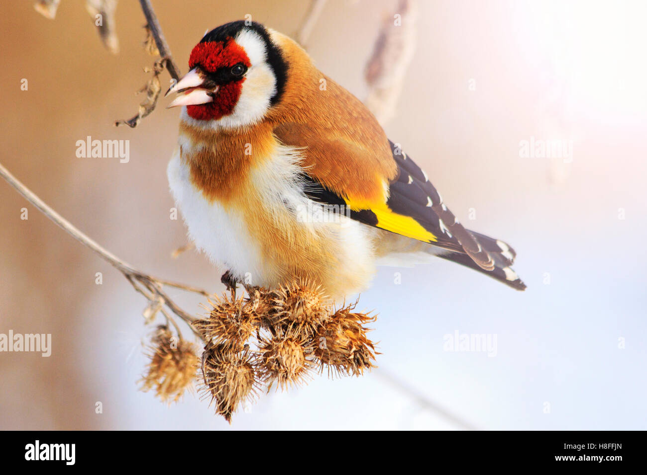 goldfinch and cold winter with sunny hotspot Stock Photo