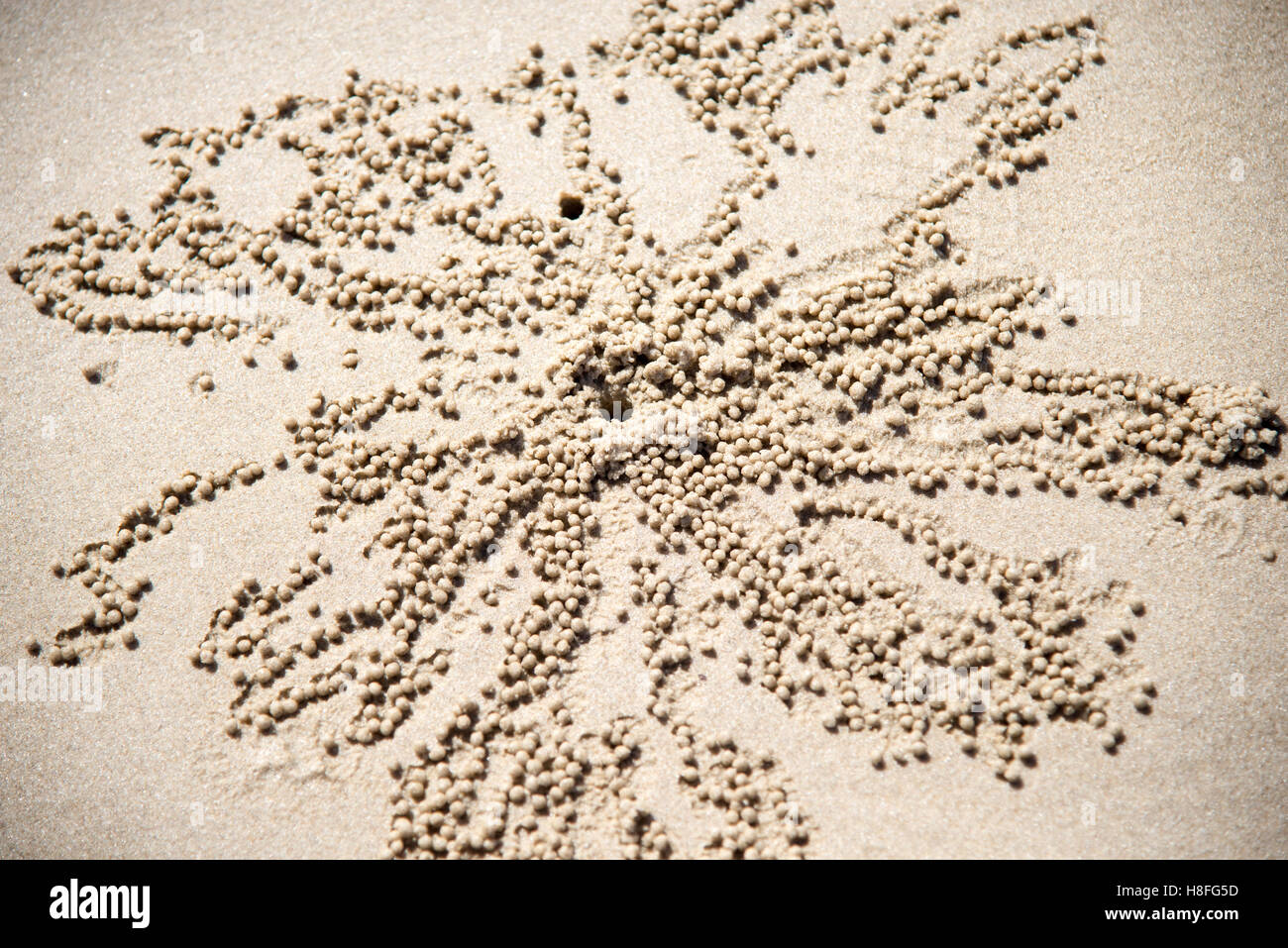 Balls of sand around crab hole on beach Stock Photo Alamy