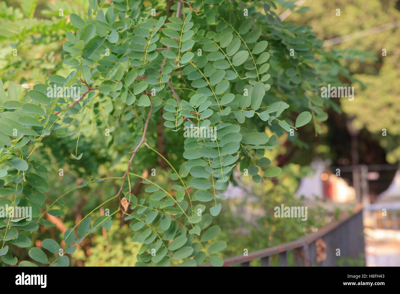 Leaves of Robinia,  a genus of flowering plants in the family Fabaceae, subfamily Faboideae Stock Photo