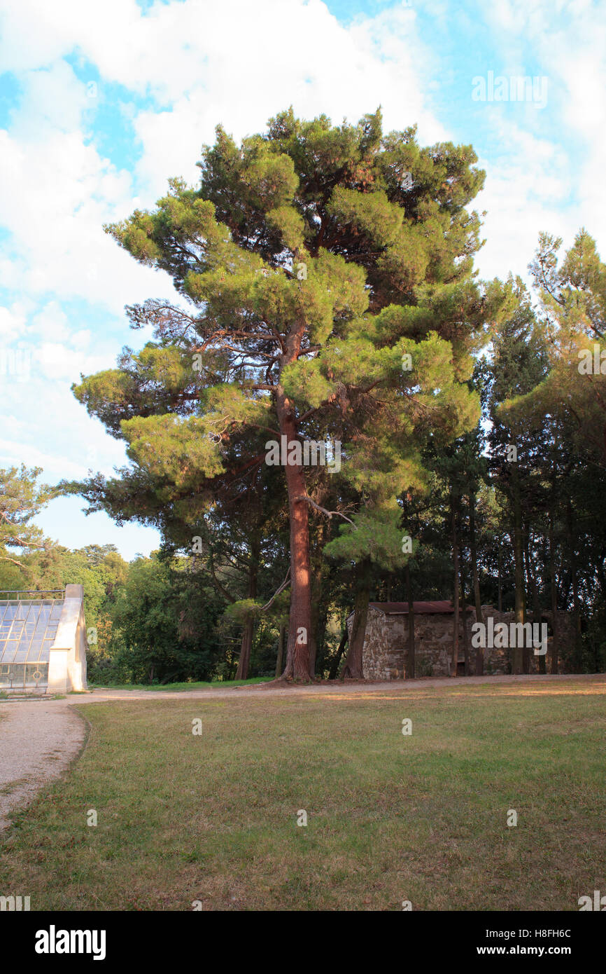 View of the Pinus halepensis, commonly known as the Aleppo pine Stock Photo