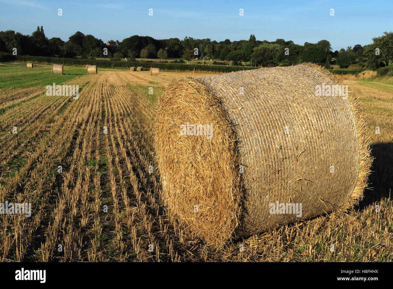 Late summer hay bales in a field, Moore, Warrington, Cheshire, England, UK Stock Photo