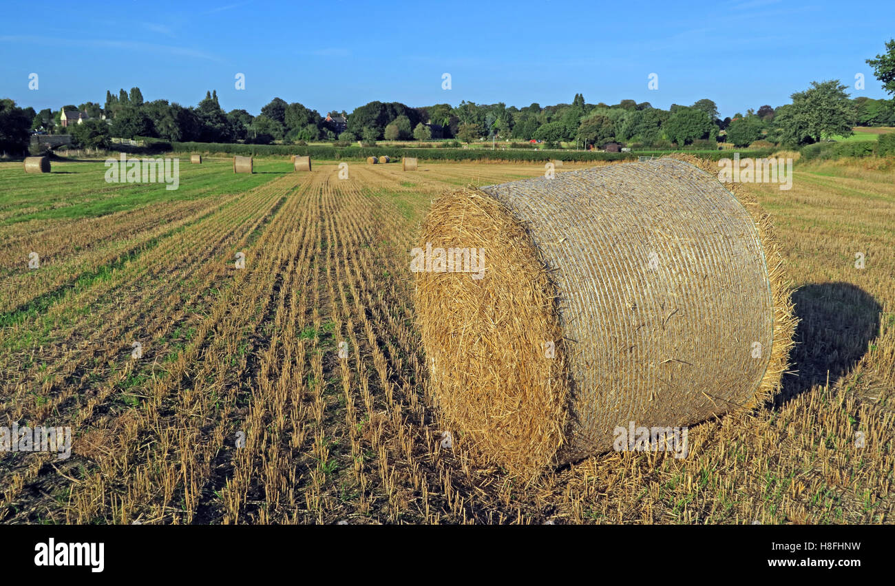 Late summer hay bales in a field, Moore, Warrington, Cheshire, England, UK Stock Photo