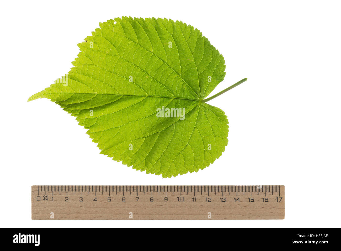 Sommer-Linde, Sommerlinde, Linde, Tilia platyphyllos, Tilia grandifolia, large-leaved lime, Large Leaved Lime, largeleaf linden, Stock Photo