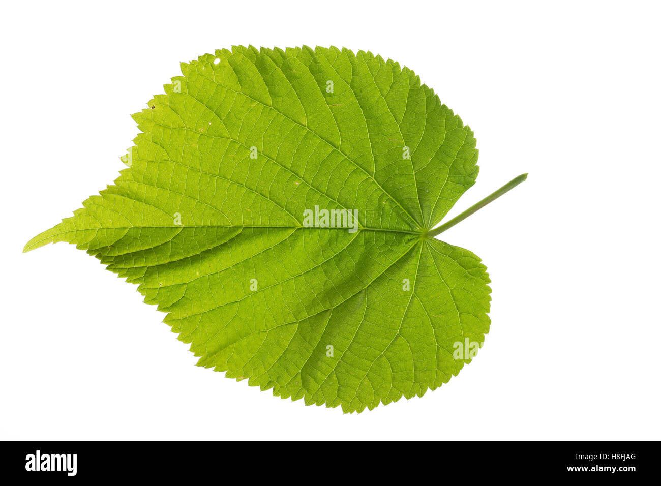 Sommer-Linde, Sommerlinde, Linde, Tilia platyphyllos, Tilia grandifolia, large-leaved lime, Large Leaved Lime, largeleaf linden, Stock Photo