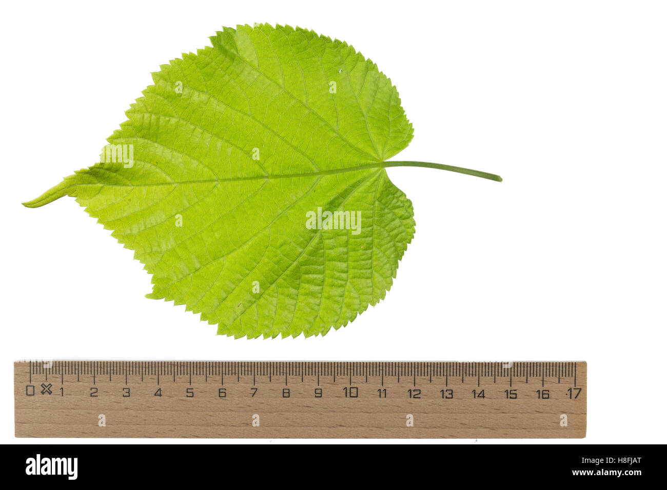Sommer-Linde, Sommerlinde, Linde, Tilia platyphyllos, Tilia grandifolia, large-leaved lime, Large Leaved Lime, largeleaf linden, Stock Photo