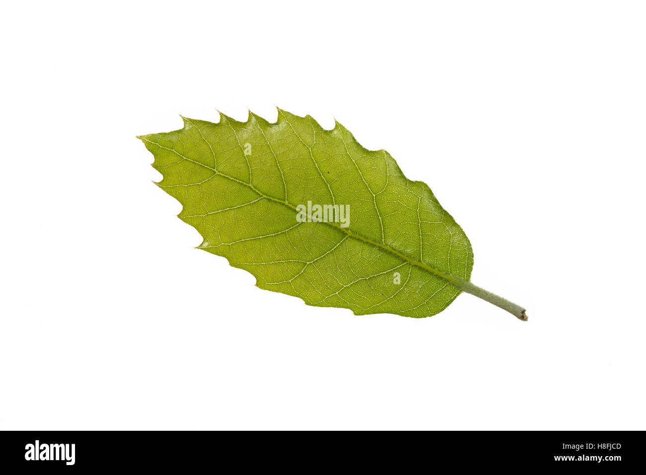 Steineiche, Stein-Eiche, Eiche, Quercus ilex, holm oak, holly oak, Evergreen Oak, Le Chêne vert, l’Yeuse, chêne faux houx. Blatt Stock Photo