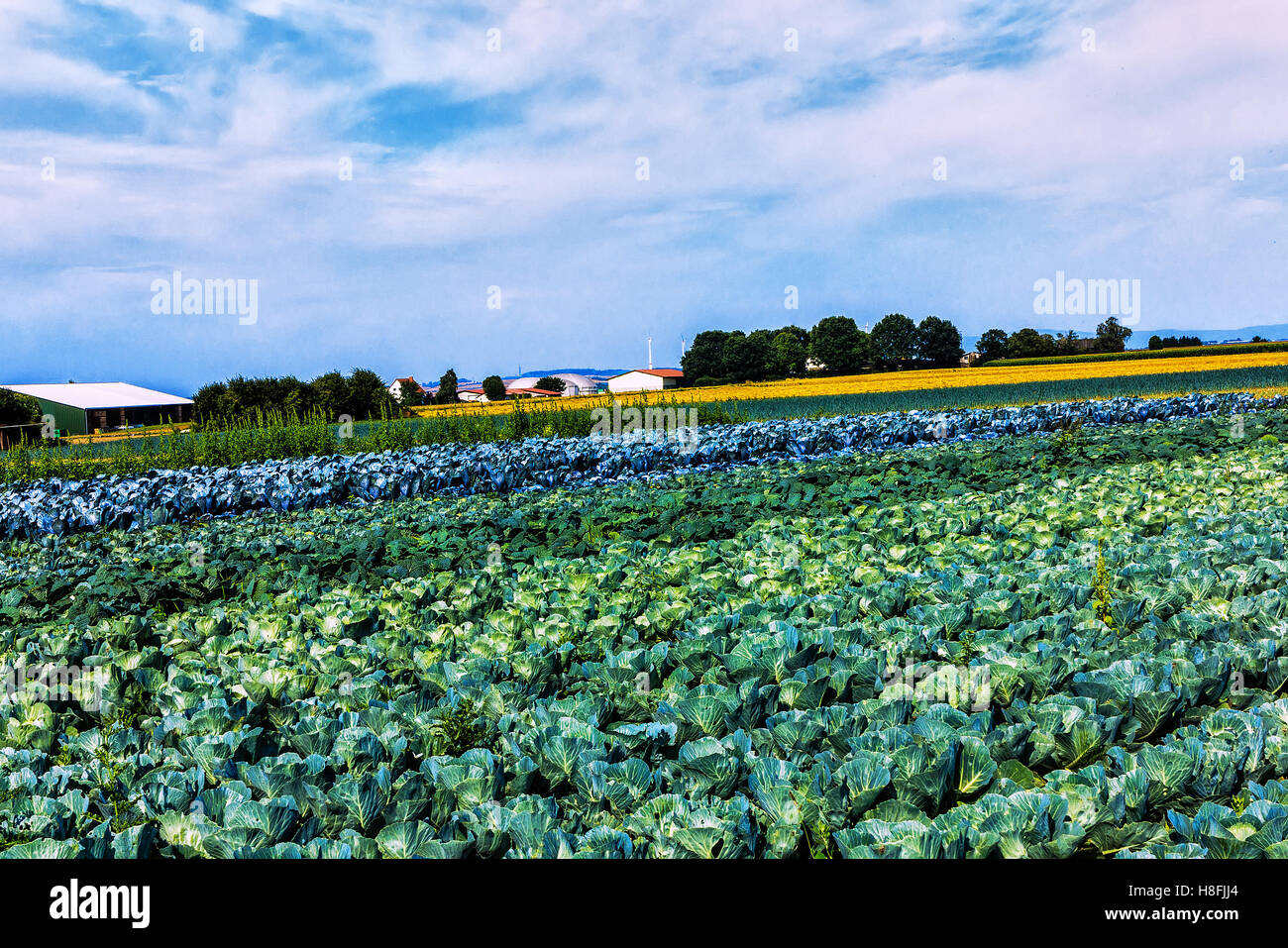 Vegetable fields Stock Photo