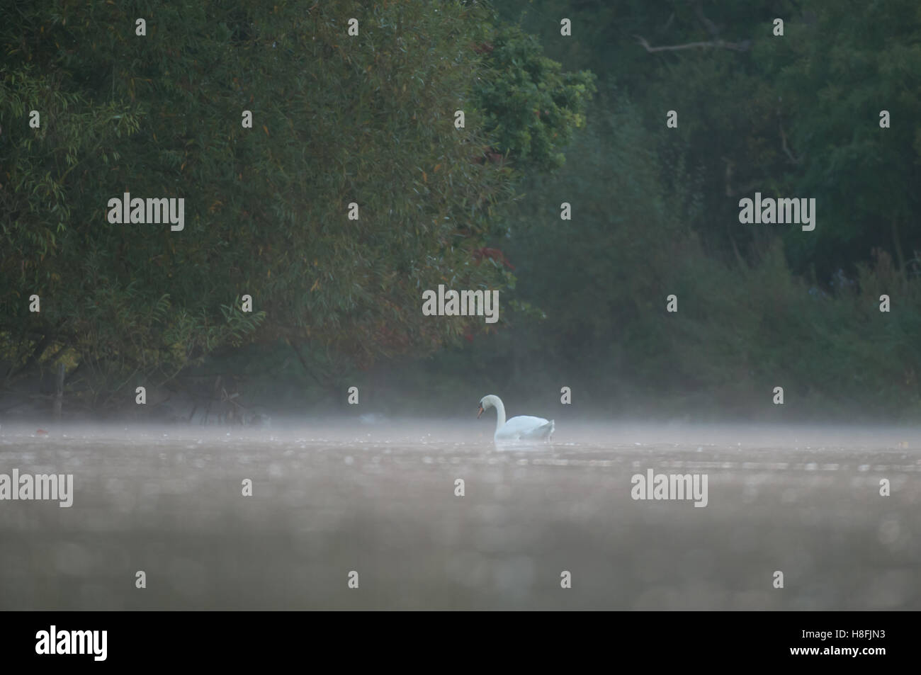 Mute Swan Cygnus olor on a tranquil lake at dawn, Essex, October Stock Photo