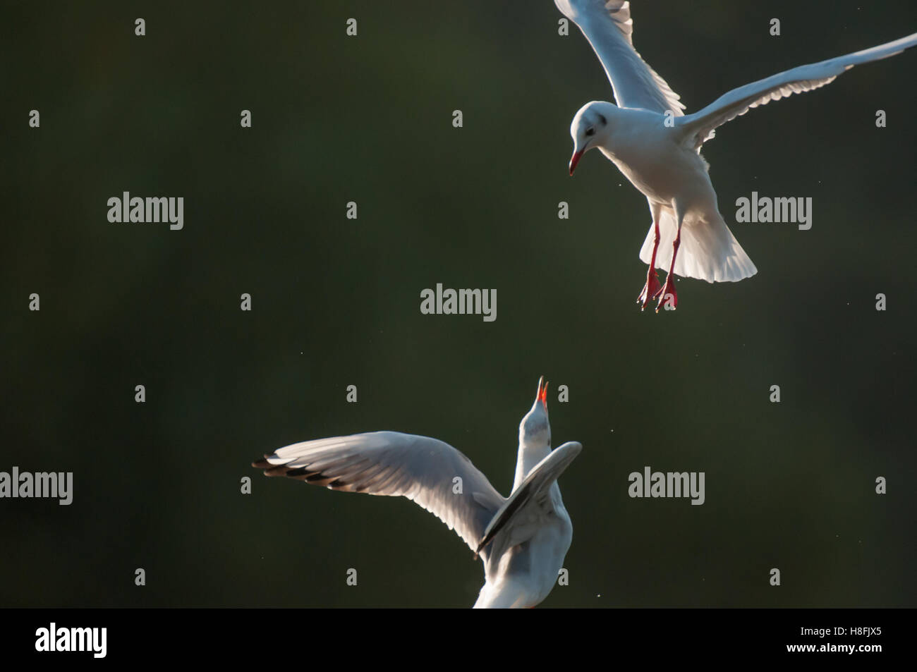 Black Headed Gull Chroicocephalus ridibundus coming into land with another bird aggressively defending its perch, October, Essex Stock Photo