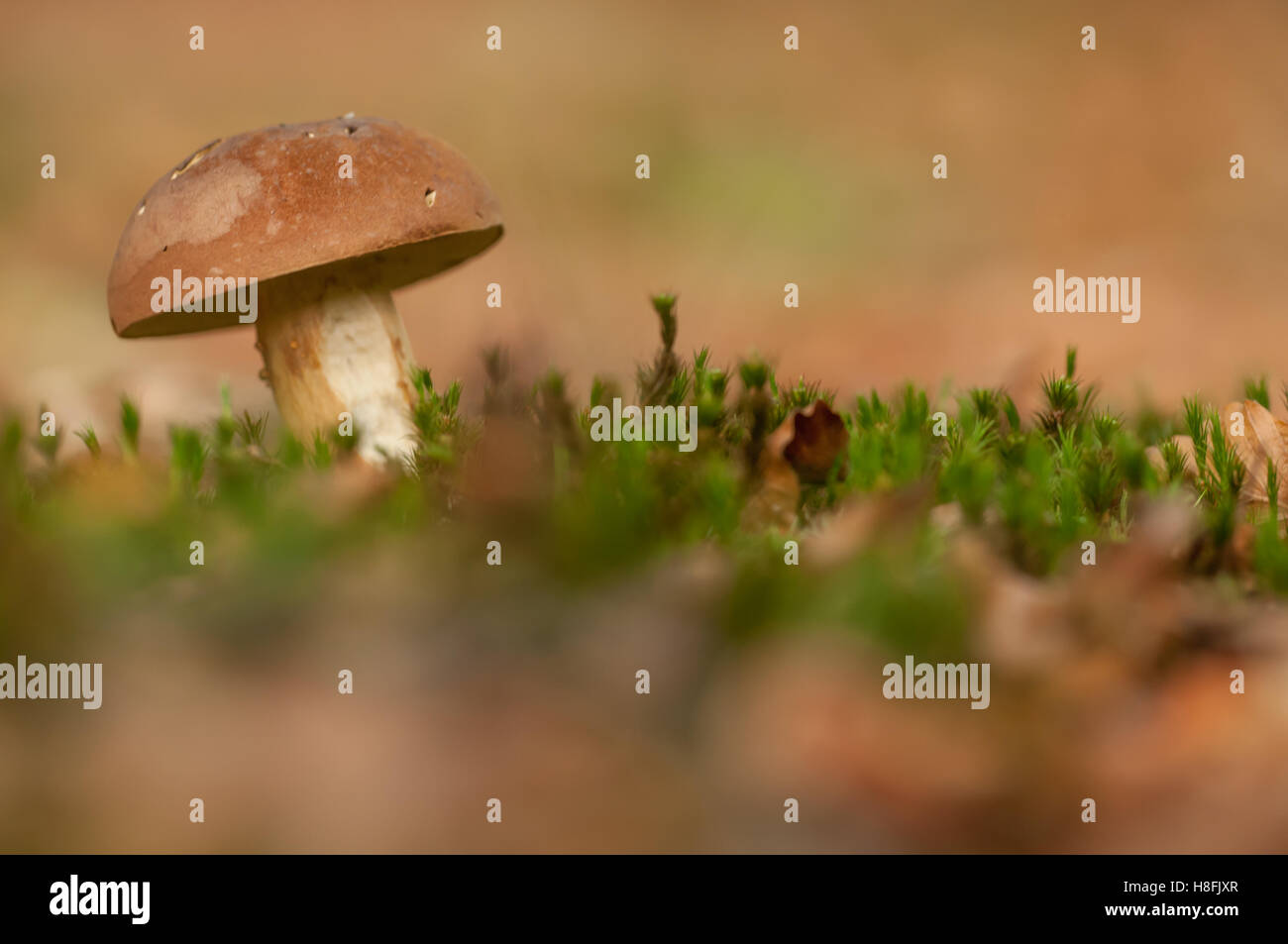 penny-bun-boletus-edulis-fungus-or-cep-growing-from-moss-covered