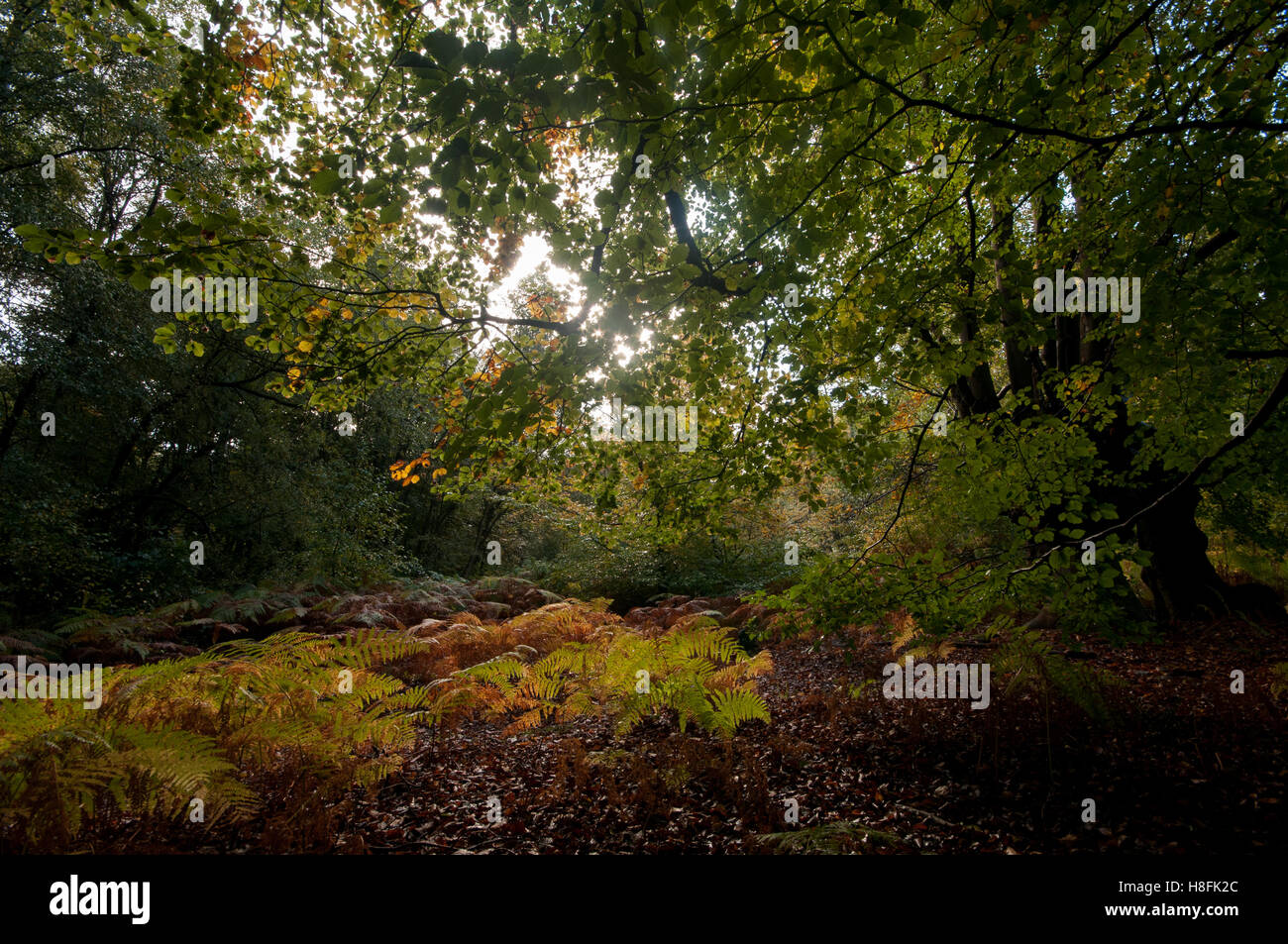 An Autumnal Beechwood, with weak sunlight filtering through the trees, Essex, October Stock Photo