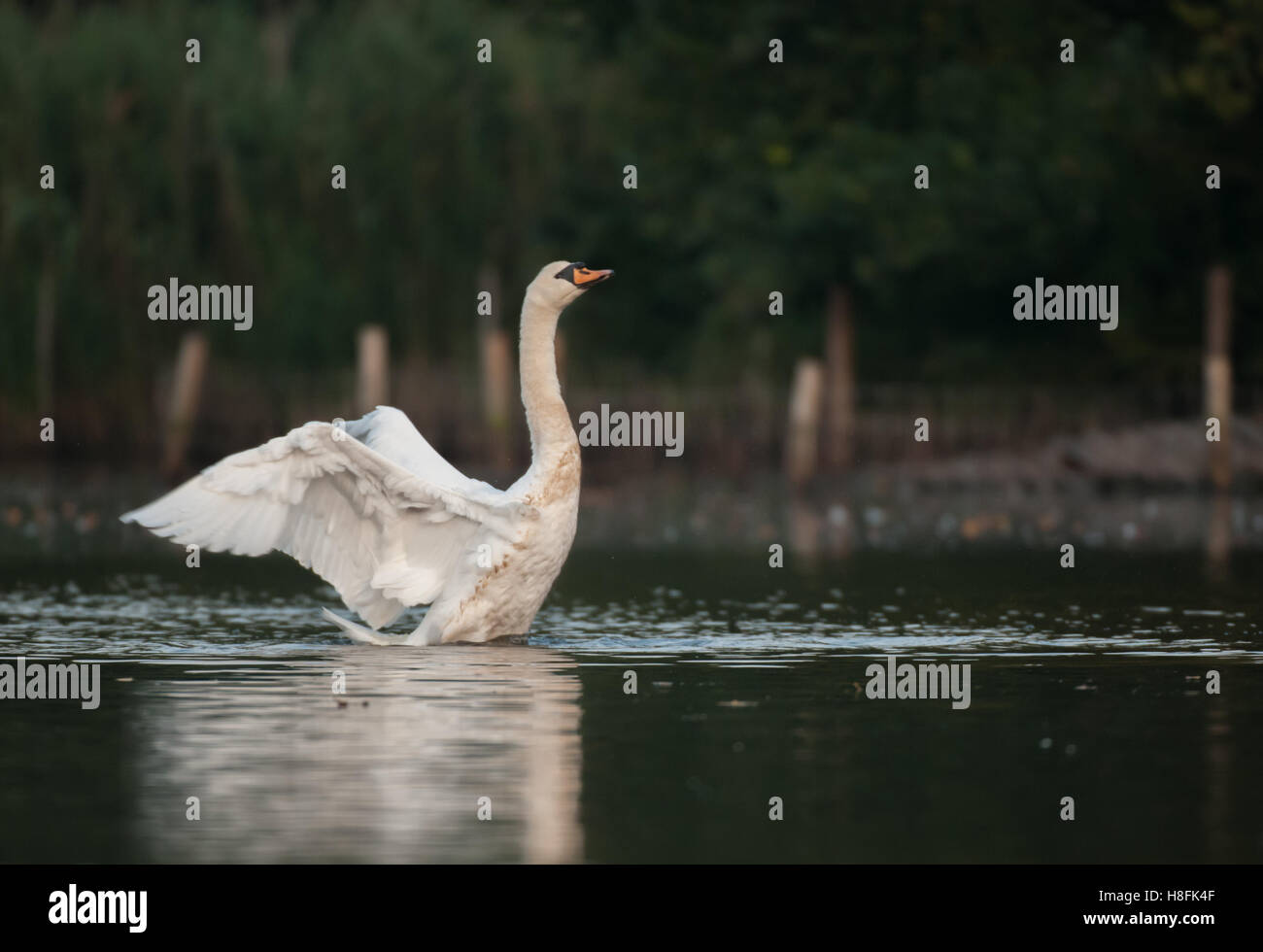 Mute Swan Cygnus olor alighting after landing, Essex, September Stock Photo